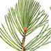 Сосна Меловая / Pinus Sylvestris L. Var. Cretacea Kalenicz. Ex Kom.