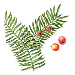 Тис Ягодный / Taxus Baccata