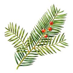Тис Остроконечный / Taxus Cuspidata