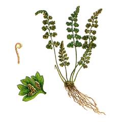   / Asplenium Daghestanicum