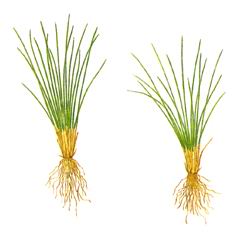 Полушник Азиатский / Isoetes Asiatica