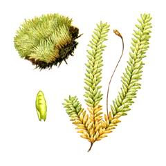 Плагиотециум Тупейший / Plagiothecium Obtusissimum
