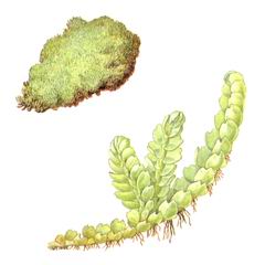 Нардия Японская / Nardia Japonica