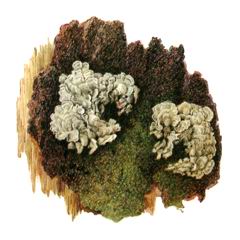 Коккокарпия Кроноса / Coccocarpia Cronia
