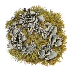 Лептогиум Бурнета / Leptogium Burnetiae