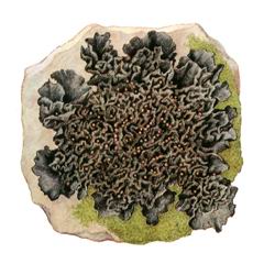 Лептогиум Гильденбранда / Leptogium Hildenbrandii