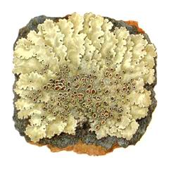 Лобария Широкая / Lobaria Amplissima