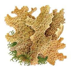 Лобария Легочная / Lobaria Pulmonaria