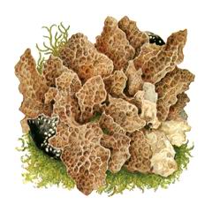 Лобария Сетчатая / Lobaria Retigera