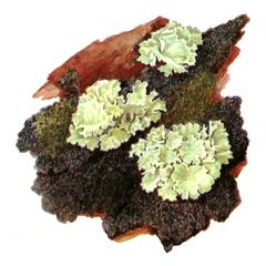 Цетрария Лаурера / Cetraria Laureri