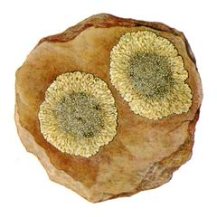 Пиксине Внутризолотистая / Pyxine Endochrysoides