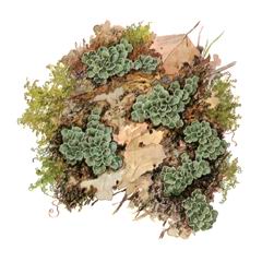 Омфалина Гудзонская / Omphalina Hudsoniana Coriscium Viride Ach. Vain.