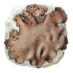 Умбиликария Съедобная / Umbilicaria Esculenta