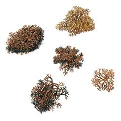 Корникулярия Степная / Cornicularia Steppae