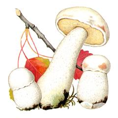   / Leccinum Percandidum