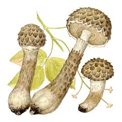 Шишкогриб Хлопьеножковый / Strobilomyces Floccopus