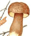   / Porphyrellus Pseudoscaber