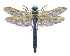 Дозорщик-император / Anax Imperator