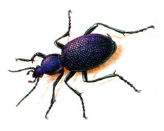 Кавказская Жужелица / Carabus Caucasicus