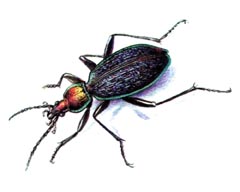 Жужелица Авинова / Carabus Avinovi