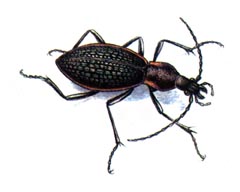Жужелица Лопатина / Carabus Lopatini