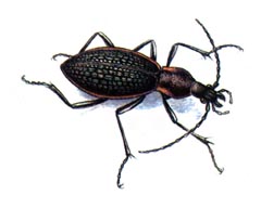   / Carabus Lopatini