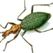   / Carabus Constricticollis