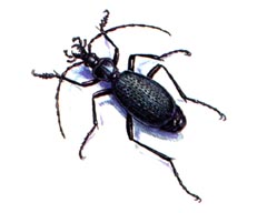 Жужелица Константинова / Carabus Constantinovi