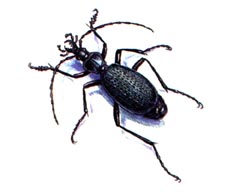   / Carabus Constantinovi