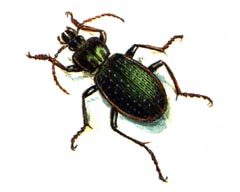 Жужелица Риделя / Carabus Riedeli