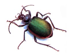 Пахучий Красотел / Calosoma Sycophanta