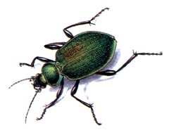 Сетчатый Красотел / Calosoma Reticulatus