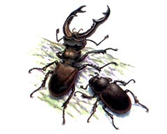 Жук - Олень / Lucanus Cervus
