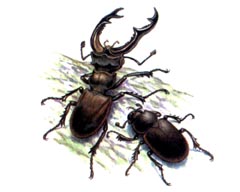  -  / Lucanus Cervus