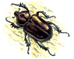 Японский Отшельник / Osmoderma Opicum