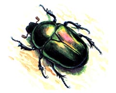   / Netocia Aeruginosa