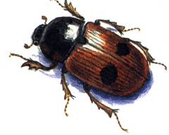  / Aphodius Bimaculatus