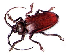   / Callipogon Serricollis