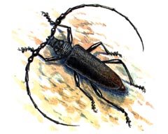 Узлоусый Дровосек / Callipogon Nodulosus
