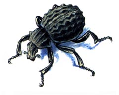 Волнистый Брахицерус / Brachycerus Sinuatus