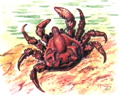 Крабоид Дерюгина / Echinocerus Derjugini