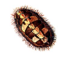 Мопалия Миддендорфа / Mopalia Middendorffii