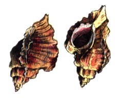   / Ceratostoma Burnetti