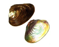 Бугорчатая Кристария / Cristaria Tuberculata
