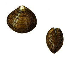 Приморская Корбикула / Corbicula Producta