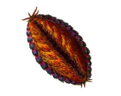 Пестрая Афродита / Aphrodita Australis