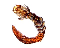 Разноногий Хетоптерус / Caetopterus Variopedatus