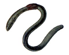 Железняк / Aporrectodea Dubiosa