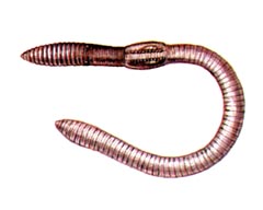 Закавказская Эйзения / Eisenia Transcaucasica
