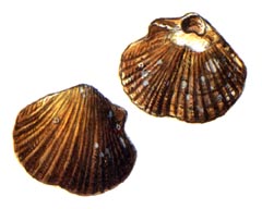   / Coptothyris Adamsi